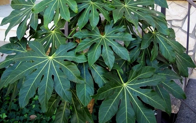 Fatsia Japonica (Japanese Aralia / Glossy Paper Plant) - 7 Gallon Pot (2-3') 6 Fatsia Japonica (Japanese Aralia / Glossy Paper Plant) - 7 Gallon Pot (2-3') - Image 6