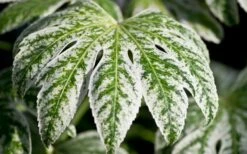 Spider's Web Fatsia - Japanese Aralia Paper Plant - 1 Gallon Pot -Wilson Bros Gardens Shop Fatsia Spider Web close Up 3