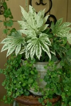 Spider's Web Fatsia - Japanese Aralia Paper Plant - 1 Gallon Pot -Wilson Bros Gardens Shop Fatsia Spiders Web 21 3