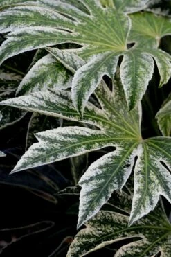 Spider's Web Fatsia - Japanese Aralia Paper Plant - 1 Gallon Pot -Wilson Bros Gardens Shop Fatsia Spiders Web 24 3