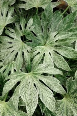 Spider's Web Fatsia - Japanese Aralia Paper Plant - 1 Gallon Pot -Wilson Bros Gardens Shop Fatsia Spiders Web 33 3
