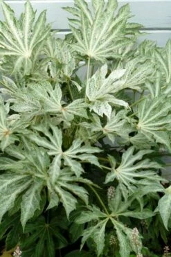 Spider's Web Fatsia - Japanese Aralia Paper Plant - 3 Gallon Pot