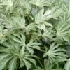 Spider's Web Fatsia - Japanese Aralia Paper Plant - 5 Gallon Pot