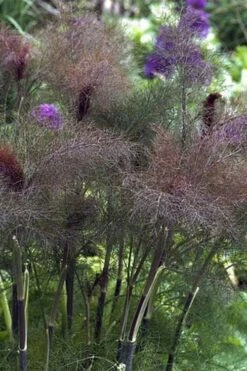 Bronze Fennel (Foeniculum Vulgare 'Purpureum') - 1 Gallon Pot -Wilson Bros Gardens Shop Fennel Bronze 1