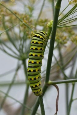 Bronze Fennel (Foeniculum Vulgare 'Purpureum') - 1 Gallon Pot -Wilson Bros Gardens Shop Fennel Bronze 4