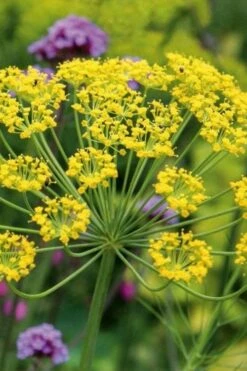Bronze Fennel (Foeniculum Vulgare 'Purpureum') - 1 Gallon Pot -Wilson Bros Gardens Shop Fennel Bronze 6