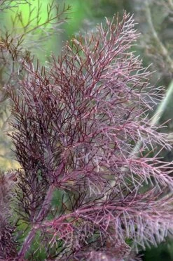 Bronze Fennel (Foeniculum Vulgare 'Purpureum') - 1 Gallon Pot -Wilson Bros Gardens Shop Fennel Bronze 7