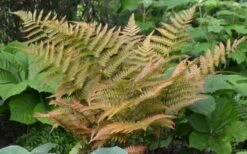 Autumn Fern - Dryopteris Erythrosora - 6 Pack Of 1 Gallon Pots -Wilson Bros Gardens Shop Fern Autumn 1 2