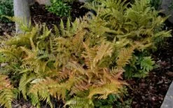 Autumn Fern - Dryopteris Erythrosora - 6 Pack Of 1 Gallon Pots -Wilson Bros Gardens Shop Fern Autumn 2 2