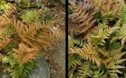 Autumn Fern - Dryopteris Erythrosora - 6 Pack Of 1 Gallon Pots -Wilson Bros Gardens Shop Fern Autumn 4 2
