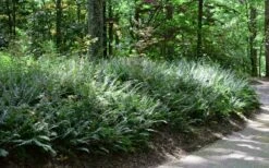 Christmas Fern (Polystichum Acrostichoides) - 1 Gallon Pot -Wilson Bros Gardens Shop Fern Christmas 11