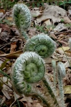 Christmas Fern (Polystichum Acrostichoides) - 1 Gallon Pot -Wilson Bros Gardens Shop Fern Christmas 12