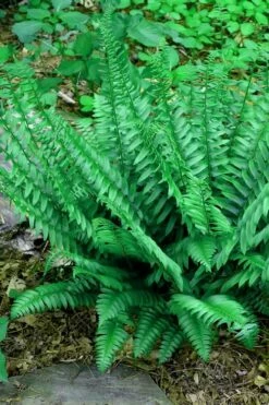 Christmas Fern (Polystichum Acrostichoides) - 1 Gallon Pot -Wilson Bros Gardens Shop Fern Christmas 14