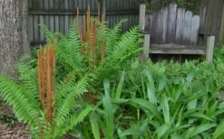 Cinnamon Fern (Osmunda Cinnamomea) - 1 Gallon Pot -Wilson Bros Gardens Shop Fern Cinnamon 22 1