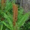Cinnamon Fern (Osmunda Cinnamomea) - 1 Gallon Pot