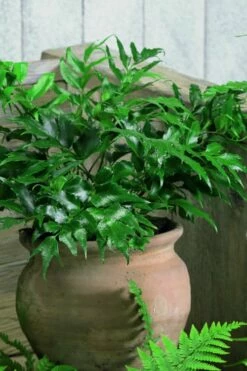 Japanese Holly Fern - Cyrtomium Falcatum 'Rochfordianum' - 2.5 Quart Pot -Wilson Bros Gardens Shop Fern Japanese Holly 8
