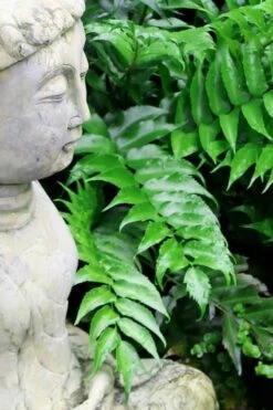 Japanese Holly Fern - Cyrtomium Falcatum 'Rochfordianum' - 2.5 Quart Pot -Wilson Bros Gardens Shop Fern Japanese Holly 9