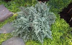 Japanese Painted Fern - 5 Pack Of Quart Pots -Wilson Bros Gardens Shop Fern Japanese Painted 13 1