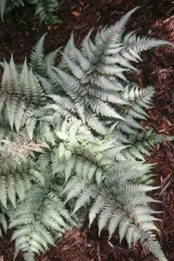 Japanese Painted Fern - 5 Pack Of Quart Pots -Wilson Bros Gardens Shop Fern Japanese Painted 15 1