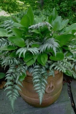 Japanese Painted Fern - 5 Pack Of Quart Pots -Wilson Bros Gardens Shop Fern Japanese Painted 19
