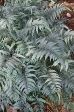 Japanese Painted Fern - 6 Pack Of 1 Gallon Pots -Wilson Bros Gardens Shop Fern Japanese Painted 500x750 4