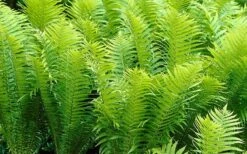 Ostrich Fern - Matteuccia Struthiopteris - 1 Gallon Pot -Wilson Bros Gardens Shop Fern Ostrich 2