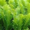 Ostrich Fern - Matteuccia Struthiopteris - 1 Gallon Pot
