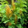 Royal Fern (Osmunda Regalis) - 6 Pack Of 1 Gallon Pots