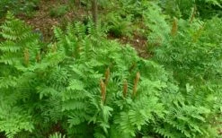 Royal Fern (Osmunda Regalis) - 2.5 Quart Pot -Wilson Bros Gardens Shop Fern Royal 2 1