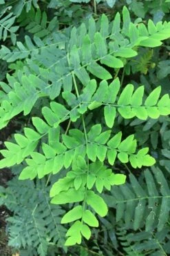 Royal Fern (Osmunda Regalis) - 6 Pack Of 1 Gallon Pots -Wilson Bros Gardens Shop Fern Royal 3
