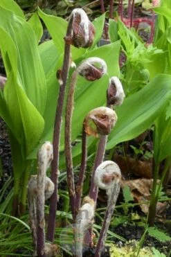 Royal Fern (Osmunda Regalis) - 2.5 Quart Pot -Wilson Bros Gardens Shop Fern Royal 4 1