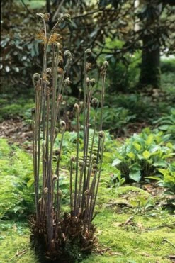Royal Fern (Osmunda Regalis) - 6 Pack Of 1 Gallon Pots -Wilson Bros Gardens Shop Fern Royal 5