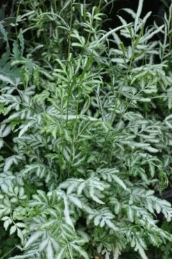 Silver Lace Fern - 5 Pack Of Quart Pots -Wilson Bros Gardens Shop Fern Silver Lace 5