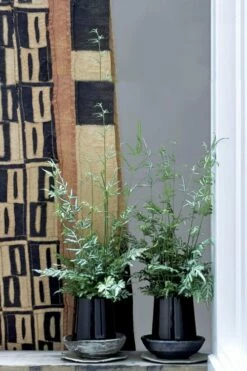 Silver Lace Fern - 5 Pack Of Quart Pots -Wilson Bros Gardens Shop Fern Silver Lace 6