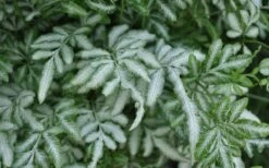 Silver Lace Fern - 5 Pack Of Quart Pots -Wilson Bros Gardens Shop Fern Silver Lace Closeup