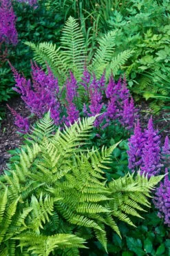 Southern Shield Fern (Dryopteris Ludoviciana) - 1 Gallon Pot -Wilson Bros Gardens Shop Fern Southern Shield 20