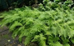Southern Shield Fern (Dryopteris Ludoviciana) - 1 Gallon Pot -Wilson Bros Gardens Shop Fern Southern Shield 21