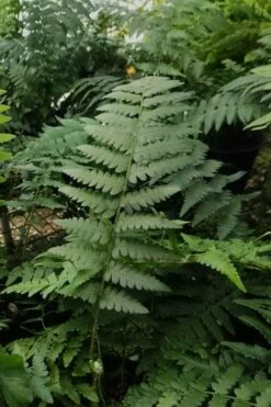 Southern Shield Fern (Dryopteris Ludoviciana) - 1 Gallon Pot -Wilson Bros Gardens Shop Fern Southern Shield 22