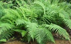 Southern Wood Fern (Thelypteris Kunthii) - 10 Pack Of Quart Pots 17 Southern Wood Fern (Thelypteris Kunthii) - 10 Pack Of Quart Pots -Wilson Bros Gardens Shop Fern Southern Wood Kunthii 3