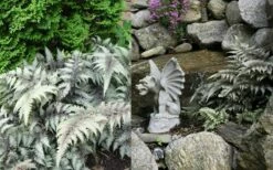 Japanese Painted Fern - 6 Pack Of 1 Gallon Pots -Wilson Bros Gardens Shop Fern japanese painted 2