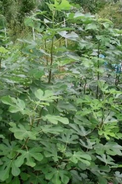 Black Mission Fig Tree - 3 Gallon Pot -Wilson Bros Gardens Shop Fig Black Mission 5 1