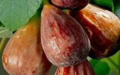 Brown Turkey Fig Tree - 1 Gallon Pot -Wilson Bros Gardens Shop Fig Brown Turkey 20 2