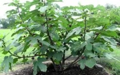 Chicago Cold Hardy Fig Tree - 1 Gallon Pot -Wilson Bros Gardens Shop Fig Chicago Cold Hardy 1 1