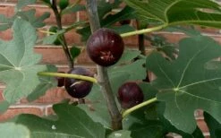 Chicago Cold Hardy Fig Tree - 2 Gallon Pot -Wilson Bros Gardens Shop Fig Chicago Cold Hardy