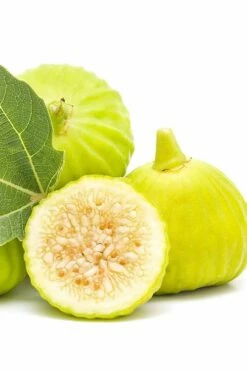 Italian Honey Fig Tree (Ficus Carica 'Lattarula') - 1 Gallon Pot -Wilson Bros Gardens Shop Fig Lemon Italian Honey 2