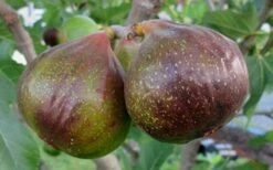 Olympian Cold Hardy Fig Tree - 2 Gallon Pot -Wilson Bros Gardens Shop Fig Olympain 2