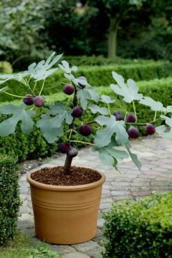 Texas Everbearing Fig Tree - 6 Pack Of 1 Gallon Pots -Wilson Bros Gardens Shop Fig Texas Everbearing 13