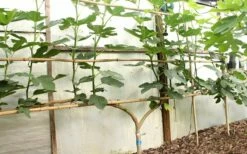 Texas Everbearing Fig Tree - 1 Gallon Pot -Wilson Bros Gardens Shop Fig Texas Everbearing 6 2