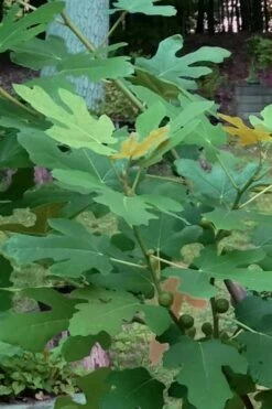 Texas Everbearing Fig Tree - 1 Gallon Pot -Wilson Bros Gardens Shop Fig Texas Everbearing 7 2