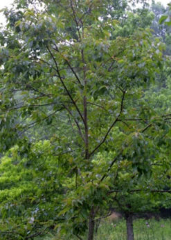 Persimmon Seedling 'Florida Native' (Diospyros Virginiana) -Wilson Bros Gardens Shop FloridaNativePersimmonSeedlingFruitTreesforSale SowExotic.com